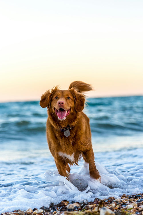 Dog running on beach in summer heat — cooling vest lifestyle