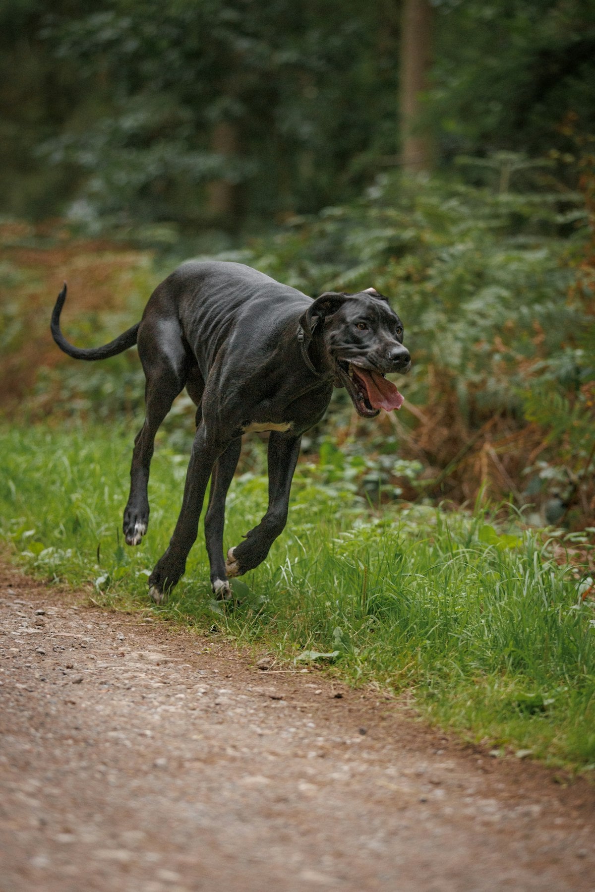 Dog on forest trail in summer heat — adventure cooling gear in action