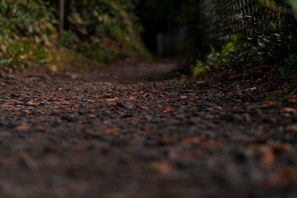 Dog walking on a wooded trail — adventure dog leash lifestyle
