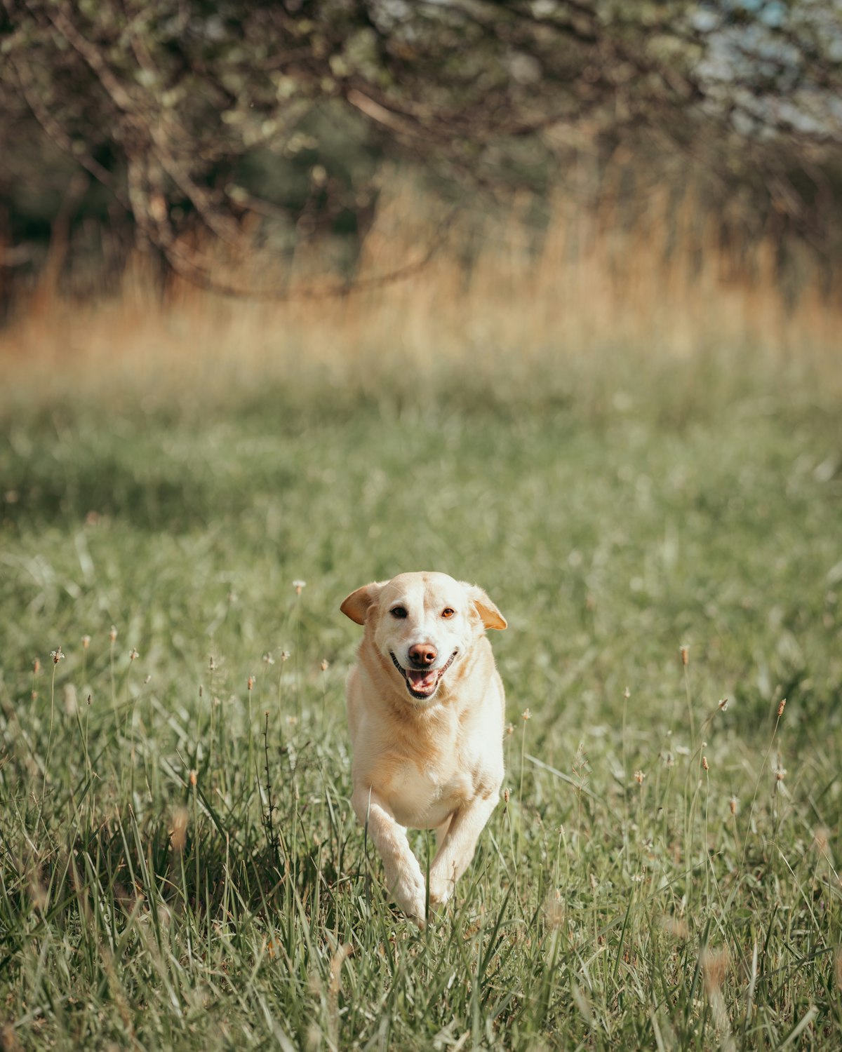 Dog running through grassy field on a warm sunny day — cooling vest lifestyle