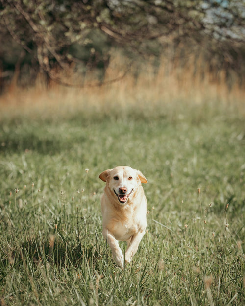 Dog running through grassy field on a warm sunny day — cooling vest lifestyle